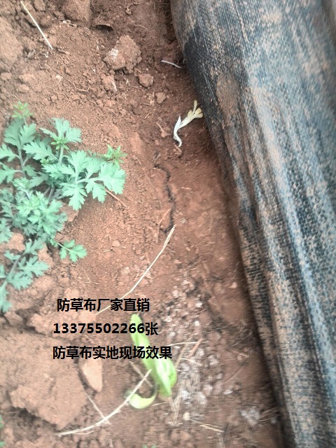 防草布在大棚中使用