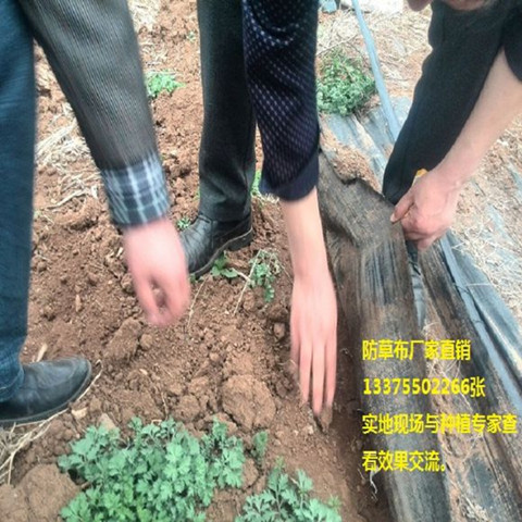 防草布在大棚中使用效果